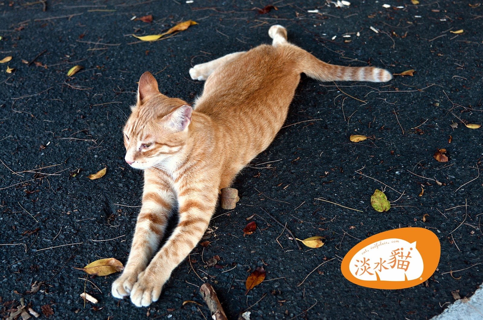 Orange Cross – Tamsui Cat’s Story（橘色十字架｜淡水貓物語）