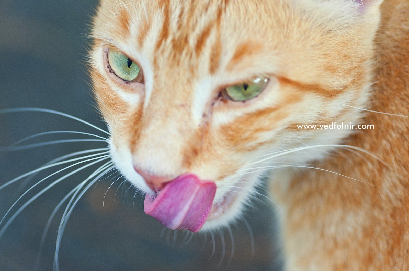 淡水貓中最好色的小橘（舌頭舔舔舔）｜百貓物語