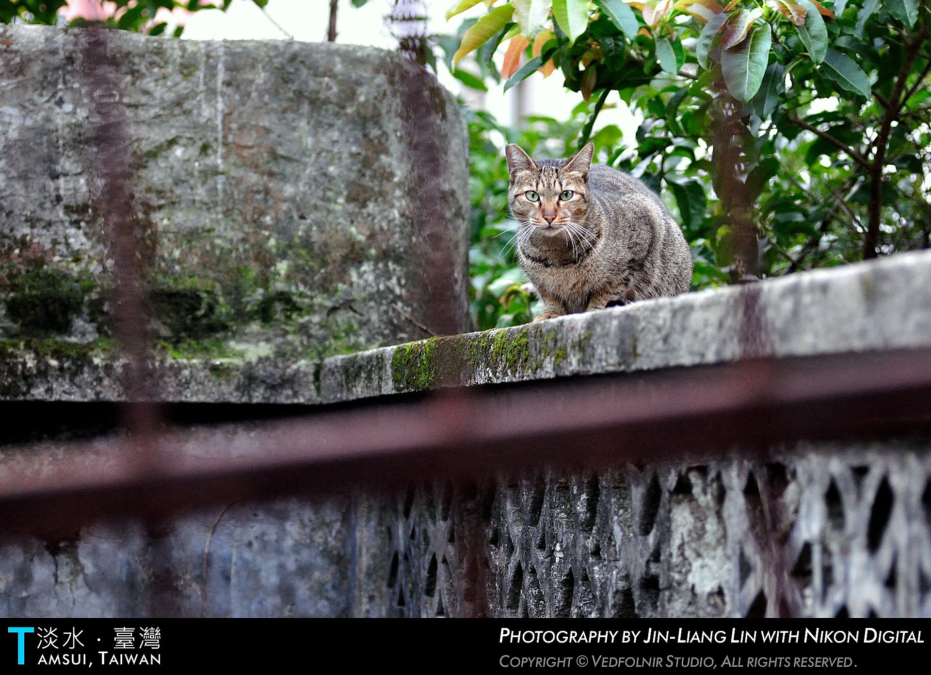 Tabby Cat Sentine – Tamsui Cat’s Story.（虎斑貓站衛兵｜淡水百貓物語）