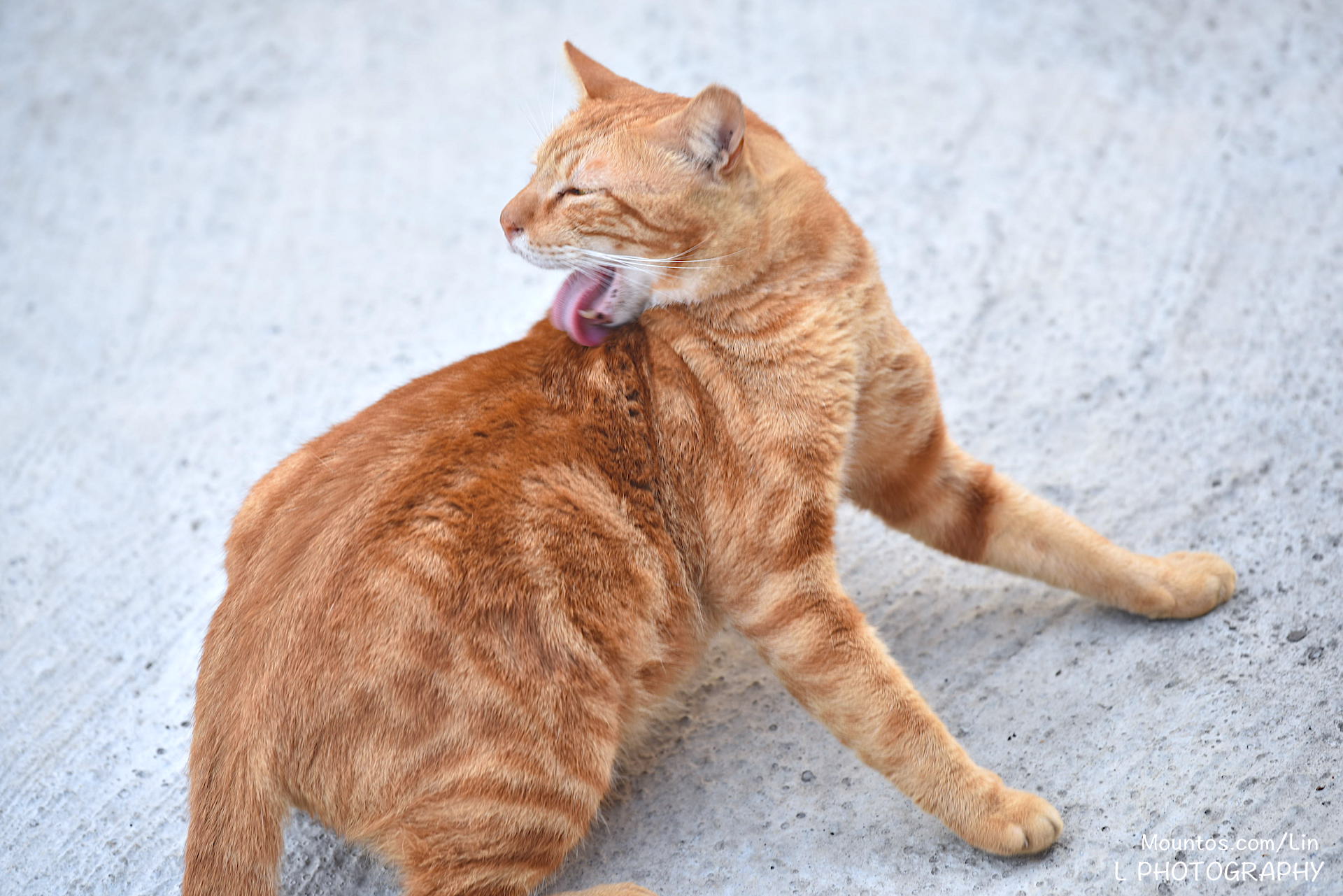 Tamsui Orange cat licking body（淡水橘貓舔身體）