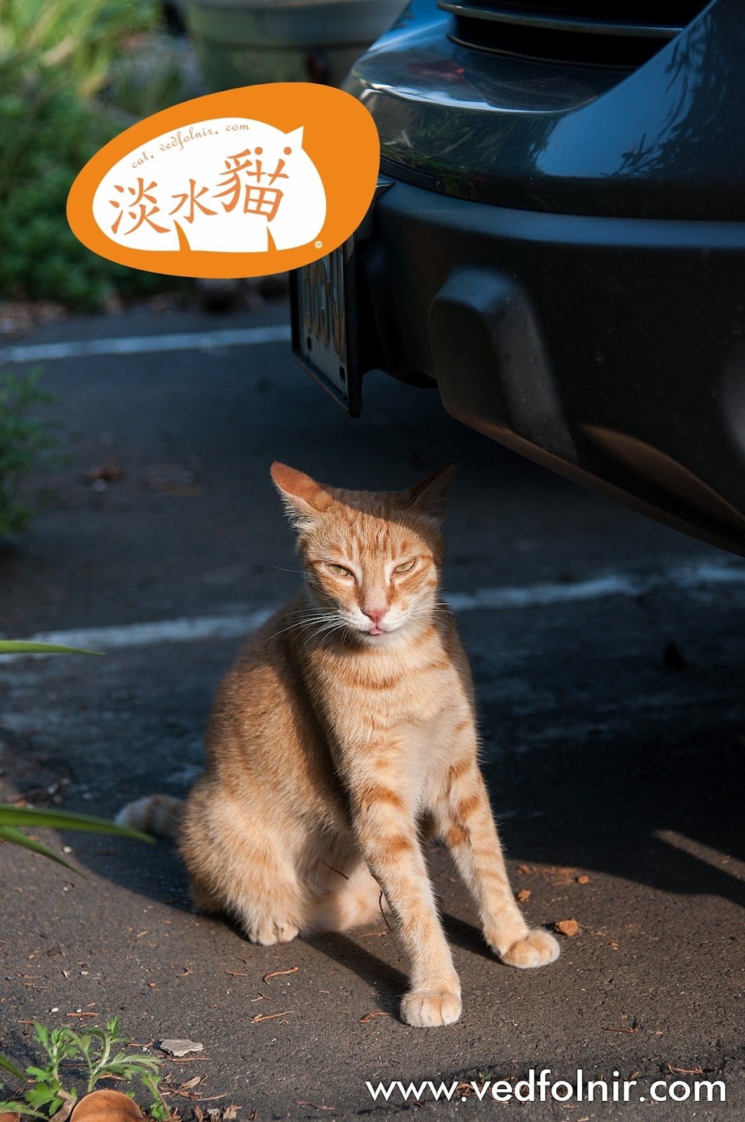 百貓物語：淡水貓之小橘教你如何讓身材修長苗條