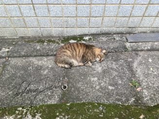 淡水老街上的愛睡覺貓蟲