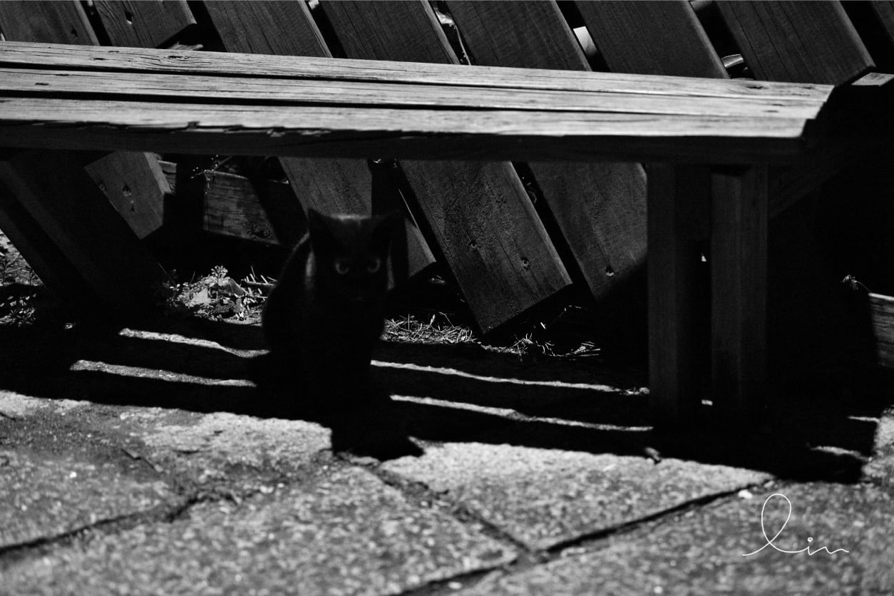 Finding Black Cat – Tamsui Cat’s Story（尋找黑貓｜淡水貓物語）
