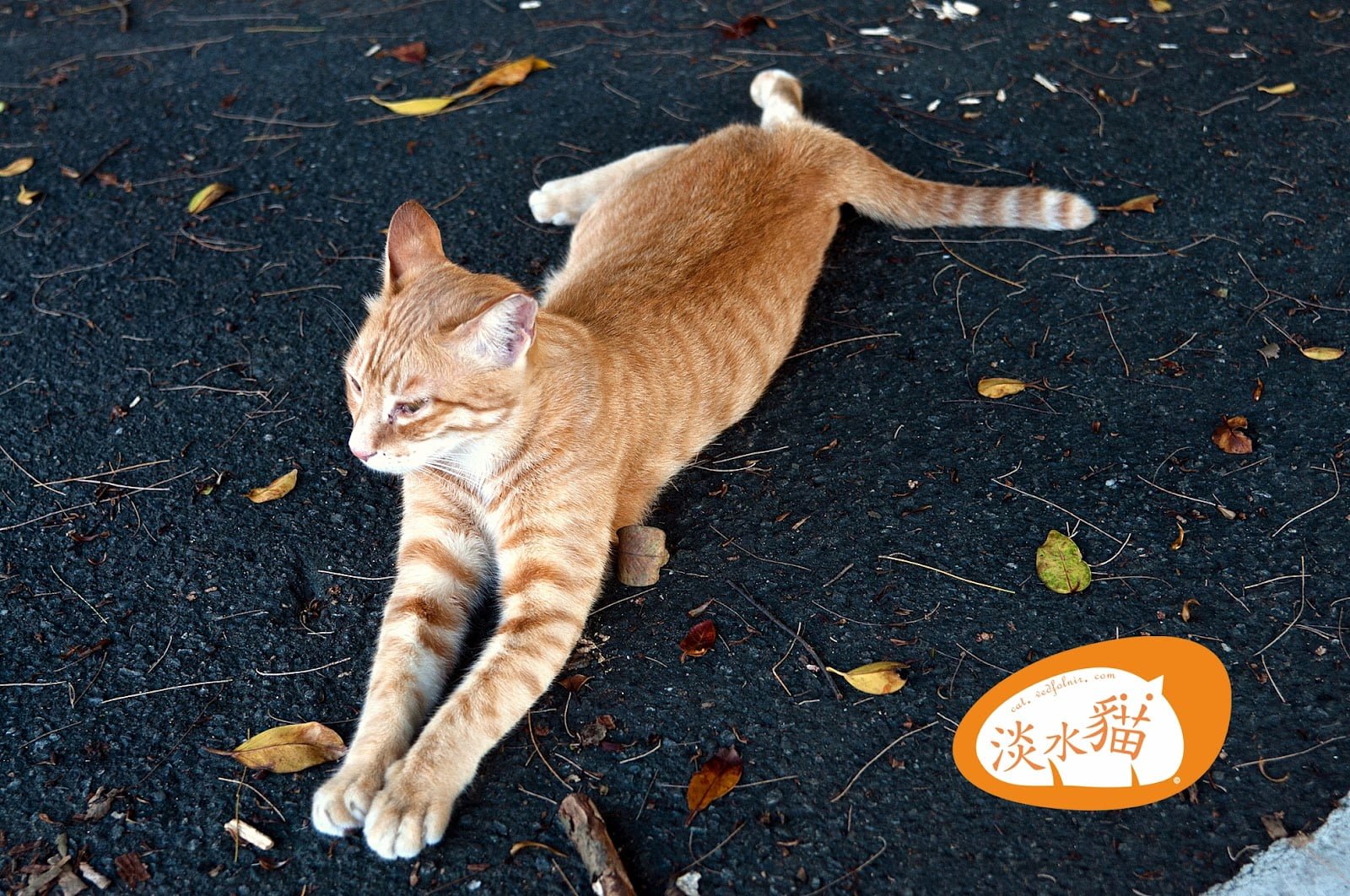 Orange Cross - Tamsui Cat's Story 10 Orange Cross - Tamsui Cat's Story(橘色十字架|淡水貓物語)