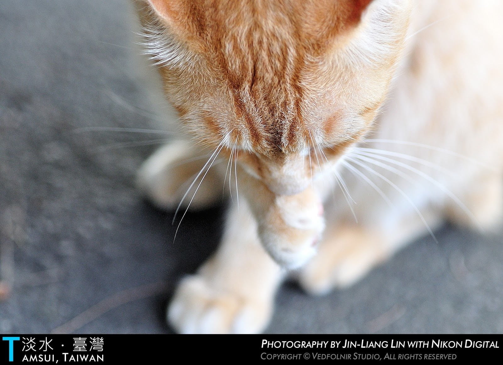 International Cat Day 4 Cat Day - Tamsui Cats' Story(國際貓日|淡水貓物語)