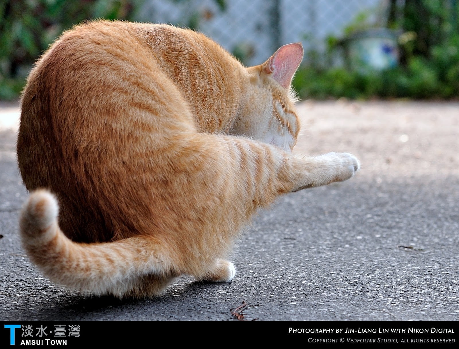 Orange cat fairy pointing the way - Tamsui Cat's Story 3 Orange cat fairy pointing the way(橘貓仙指路)