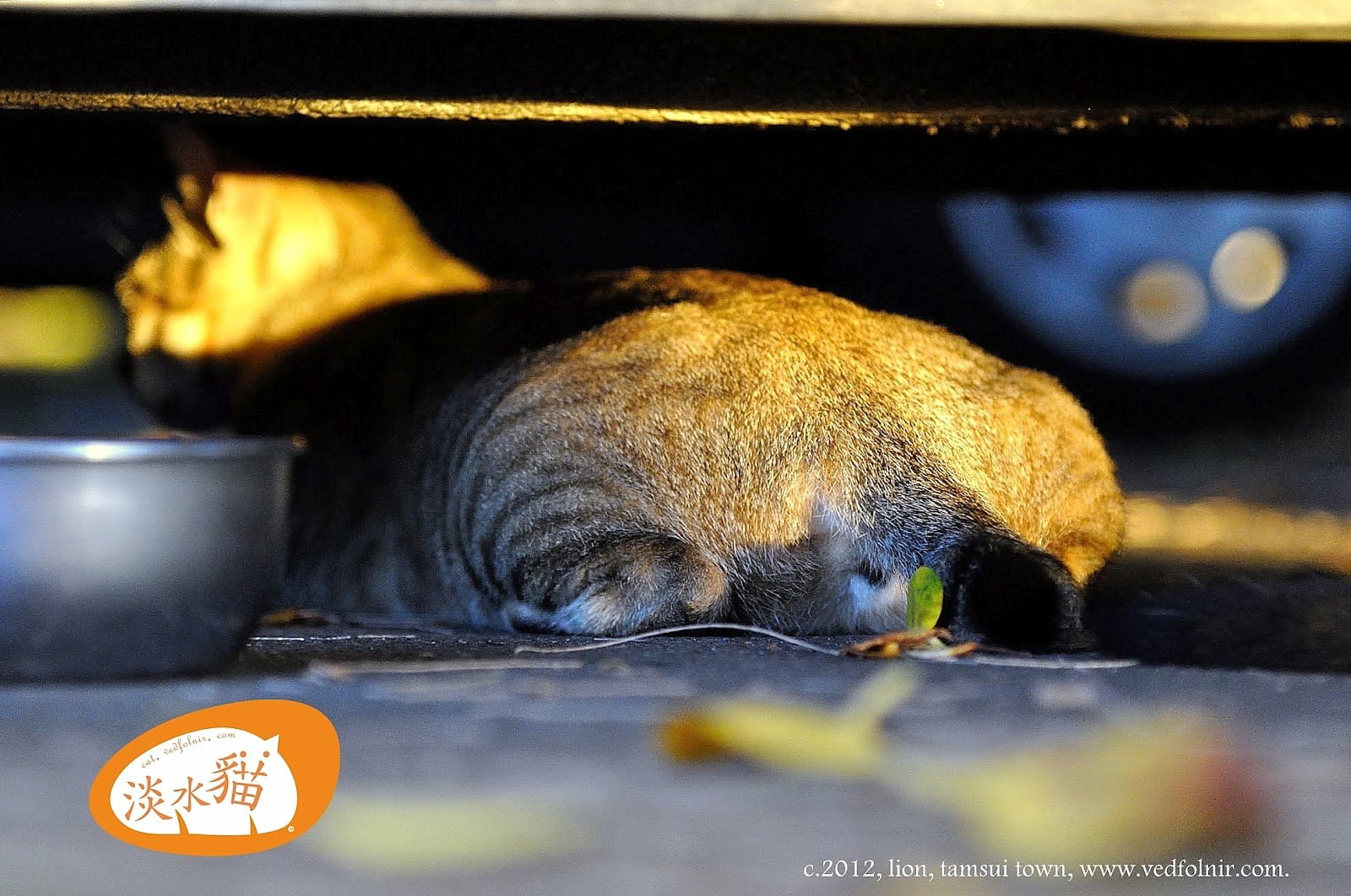 Big Ass -Tamsui Cat's Story 9 Big Ass -Tamsui Cat's Story(夕陽下的屁股|淡水貓物語)