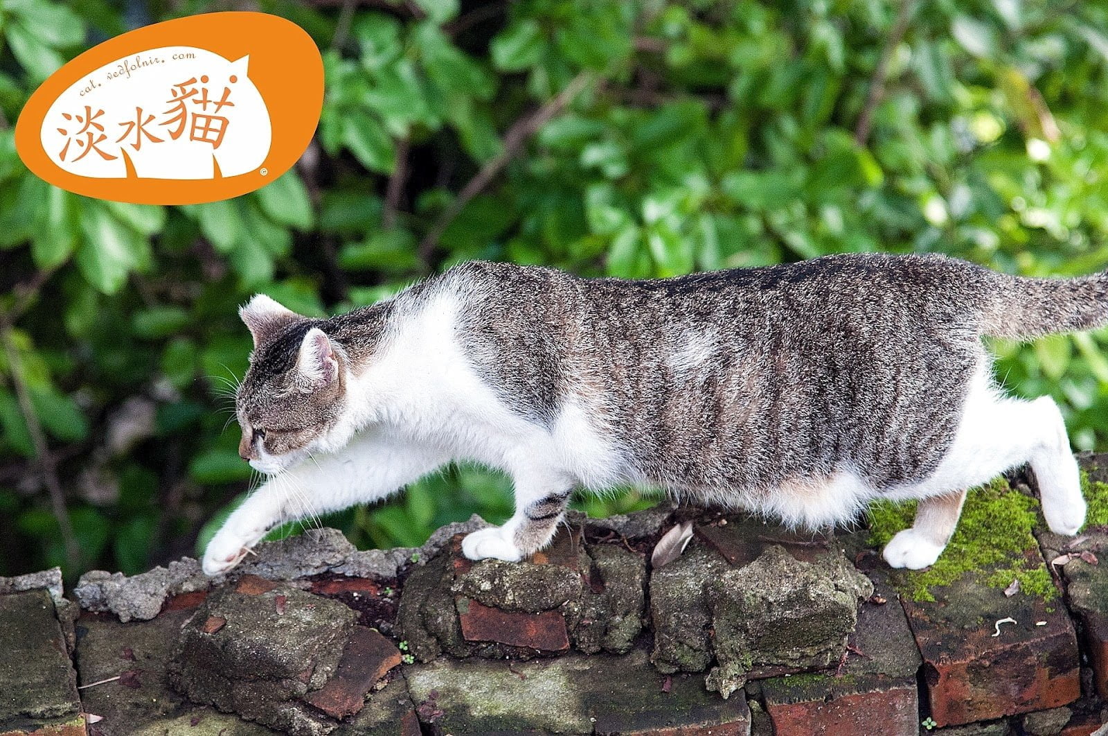Three Destinies of Stray Cats - Tamsui Cat's Story 7 Three Destinies of Stray Cats - Tamsui Cat's Story(流浪貓的三種命運|淡水貓物語)