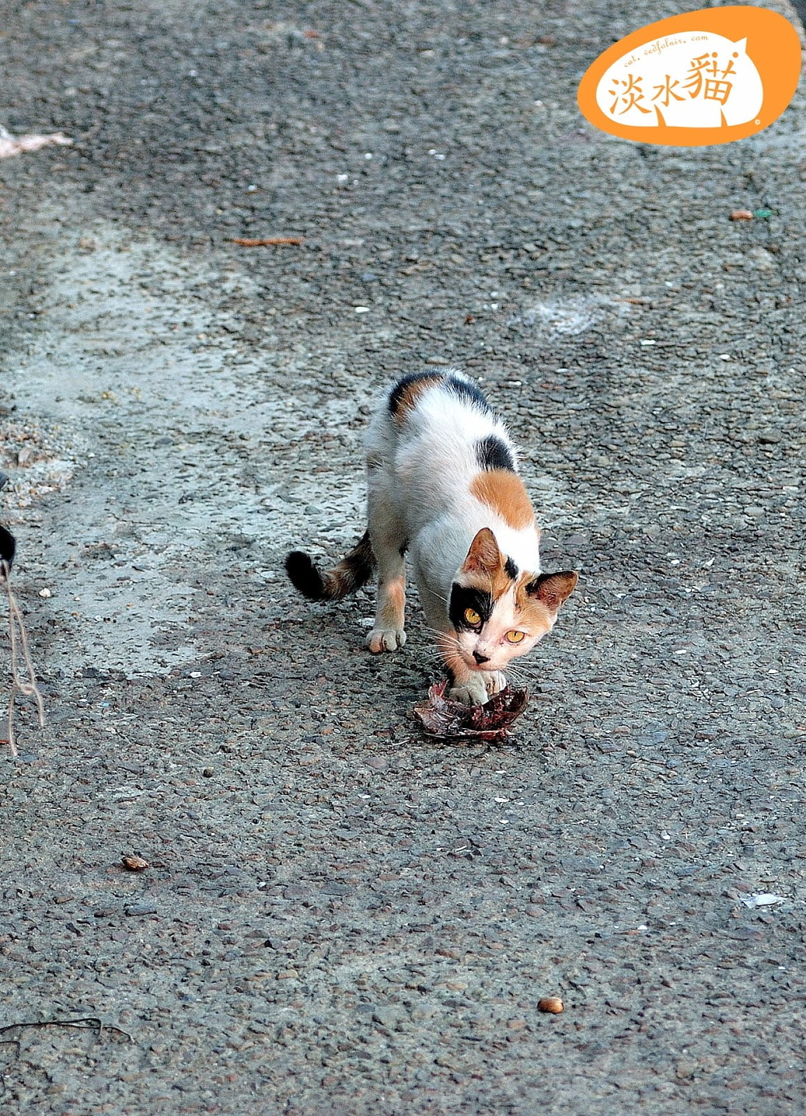 Three-colored Cat Fishing - Tamsui Cat's Story 5 Three-colored cat fishing - Tamsui Cat's Story(三花貓捕魚|淡水貓物語)